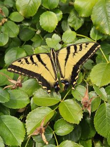 Tiger Swallowtail butterfly sitting on rose leaves.